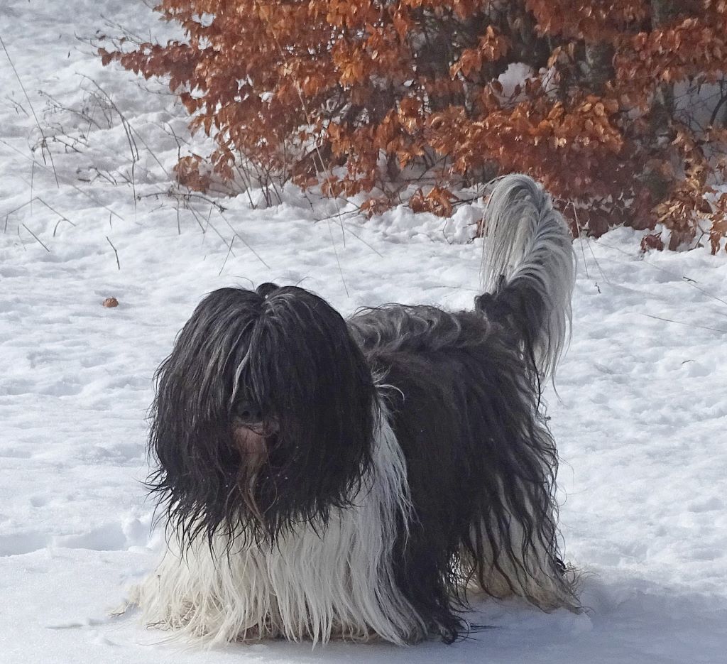 Publication : (Sans Affixe)