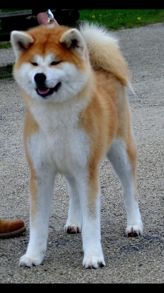 O miho go Akita inu of kamino ken