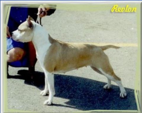 CH. michl'r Bold and beautiful