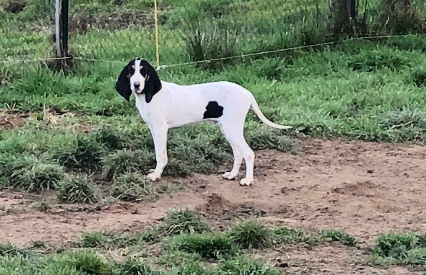 Publication : Des Crieurs Du Tuc De La Perdrix 