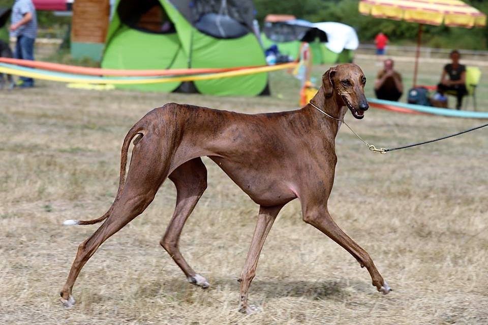 Publication : Du Pied D'ô Auteur : Christiane Thier- Rostaing