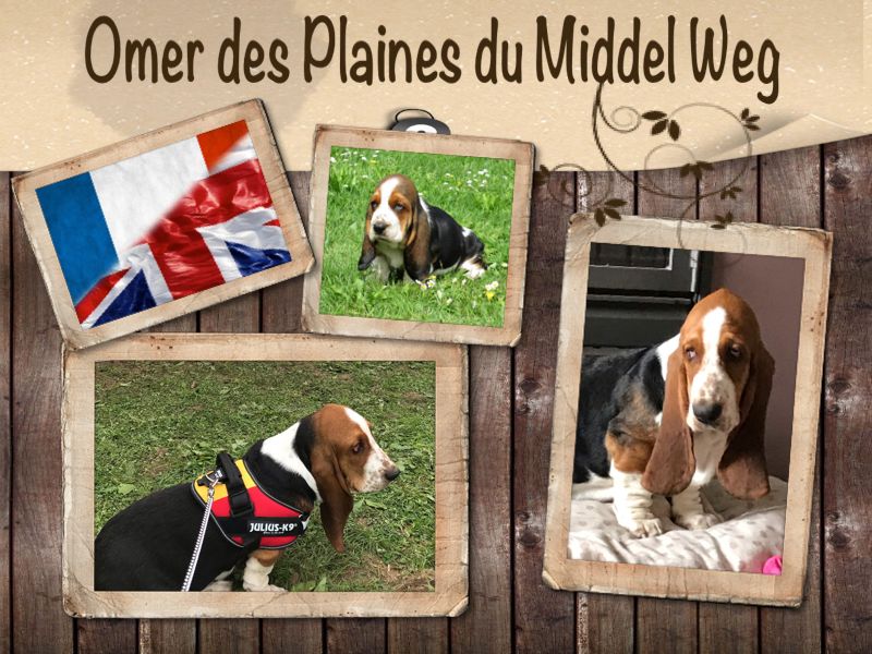 Auteur : PASCALE CAMBIER