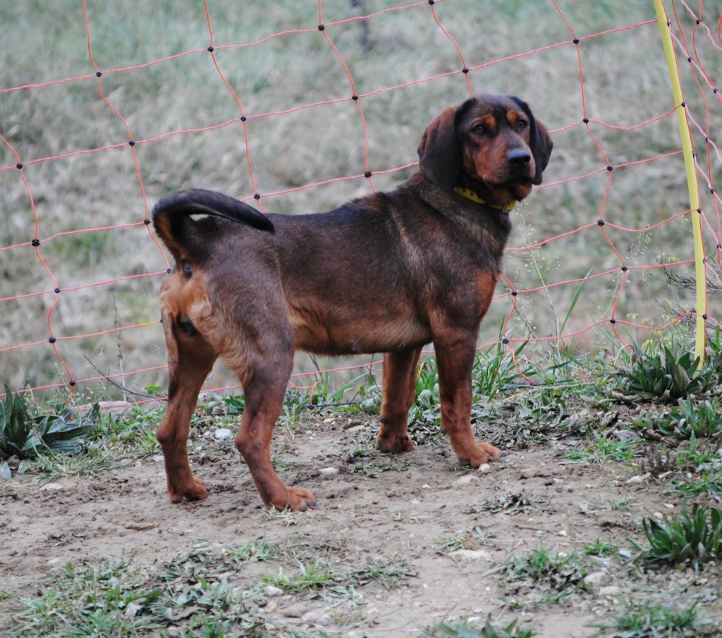 Auteur : SANCHEZ Delphine