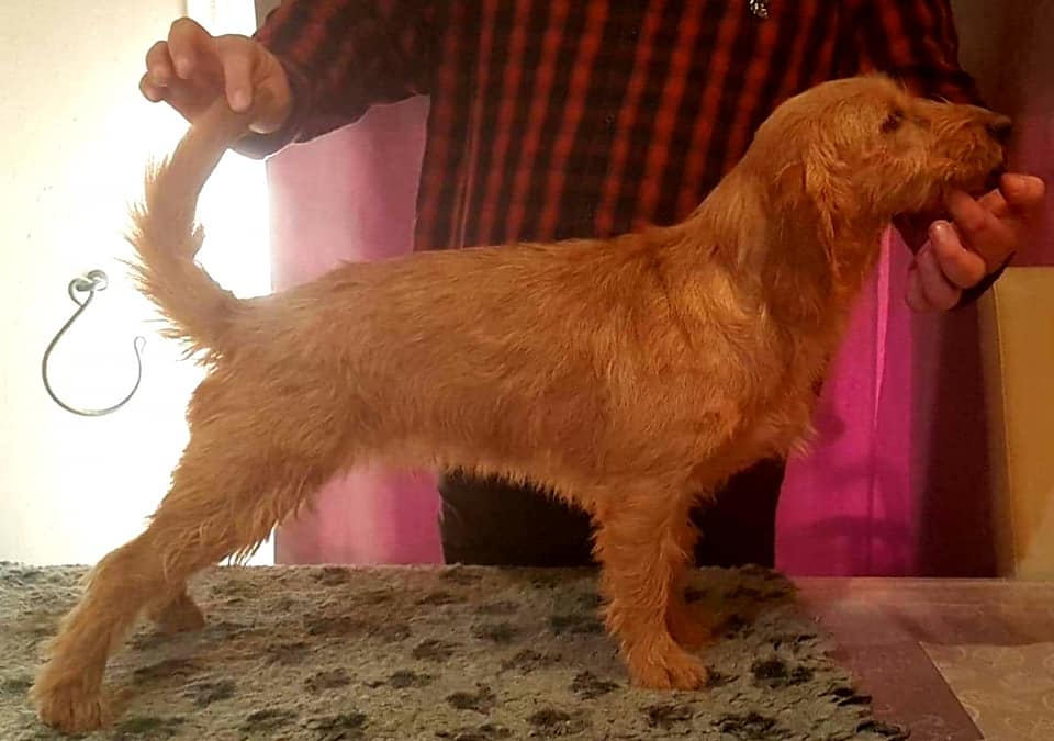 Publication : Des Terres Du Templier 