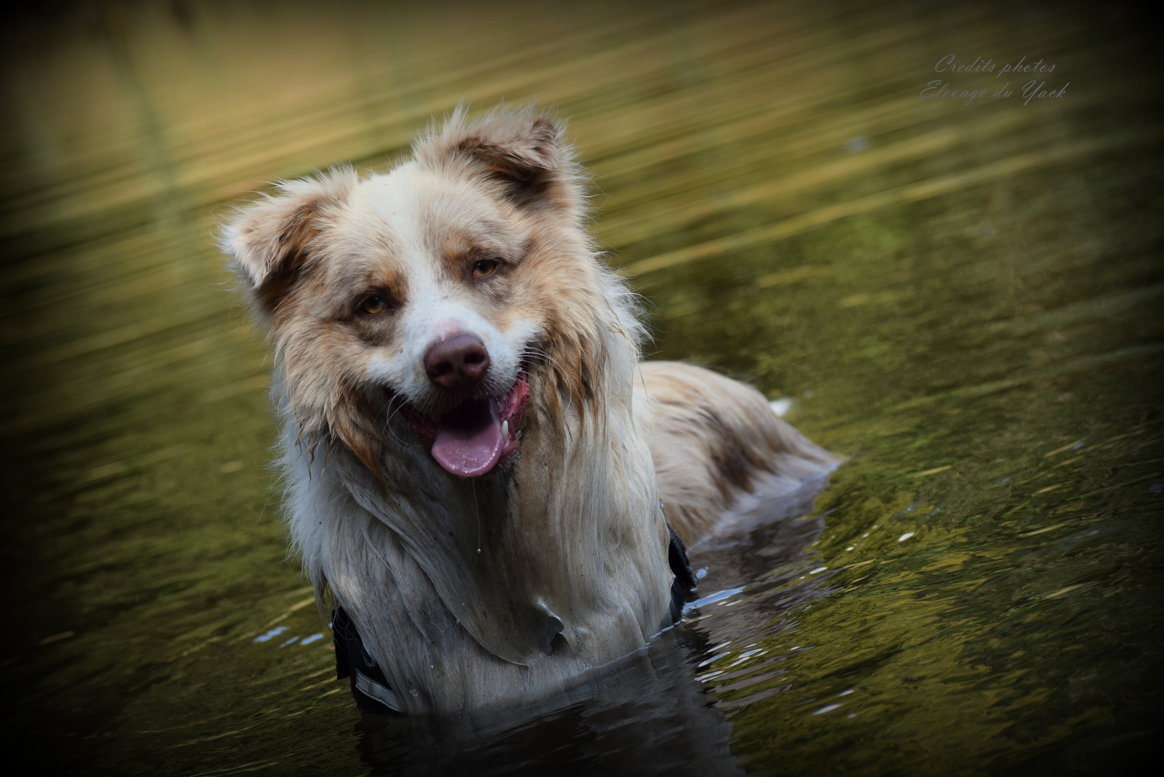 Auteur : elevage du Yack