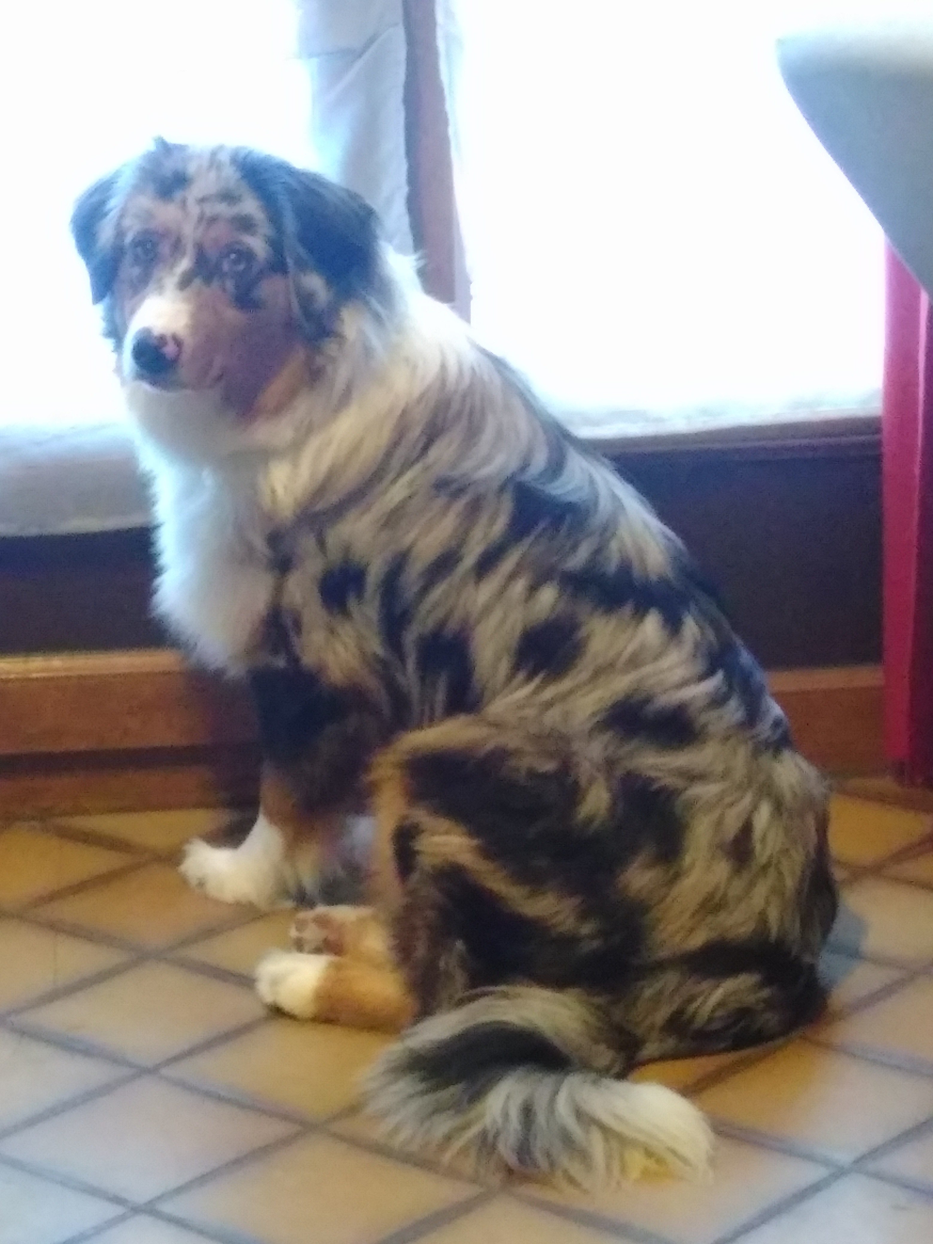 Publication : Du Mont Des Jonquilles