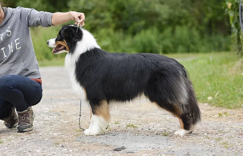 Publication : De La Montagne Etoilée 