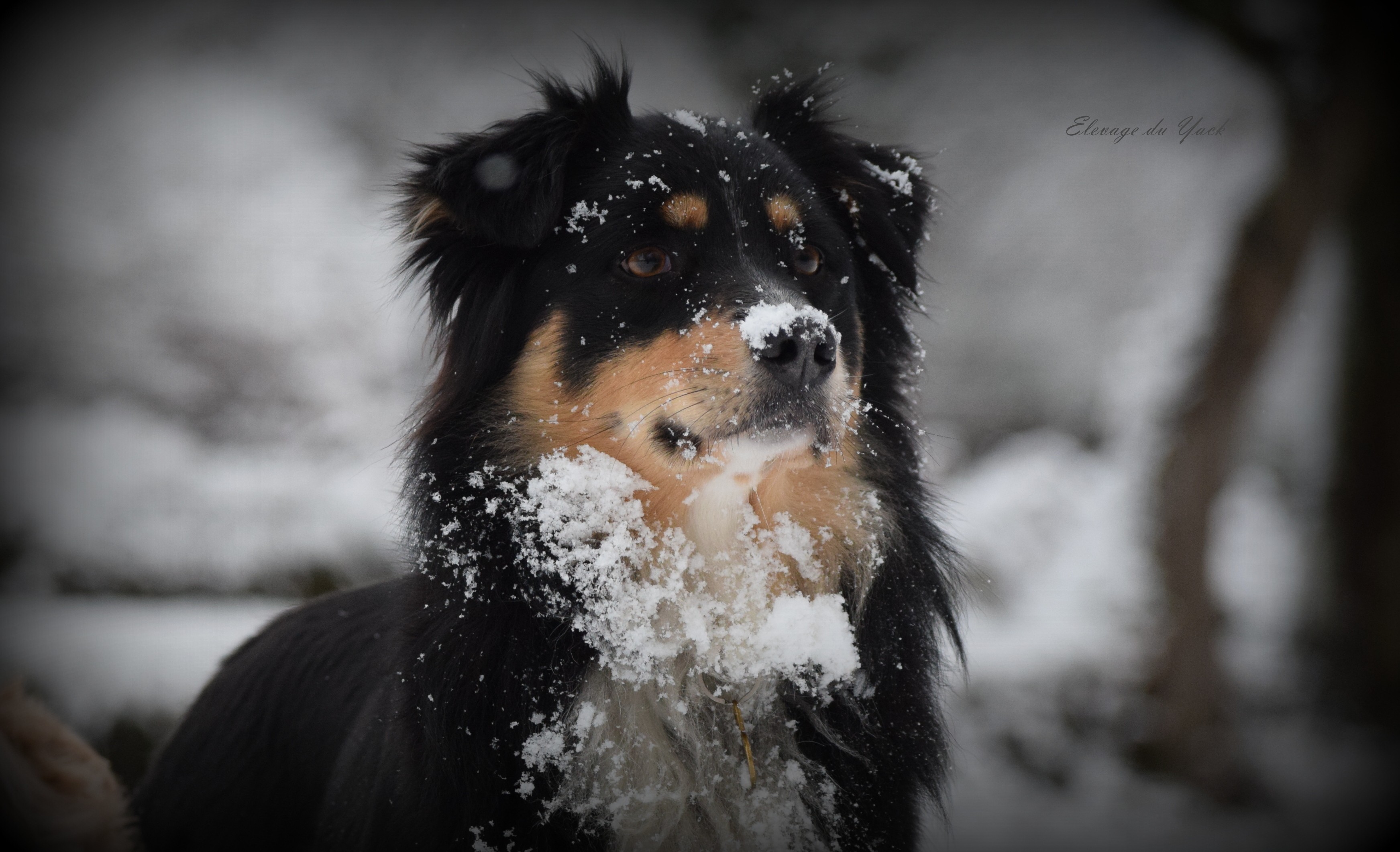  Auteur : Elevage du Yack