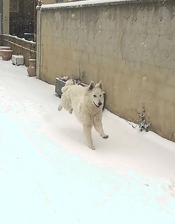 Naga Du Domaine Des Beautés Divines