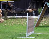 Dronko vom alten fÖrsterhaus