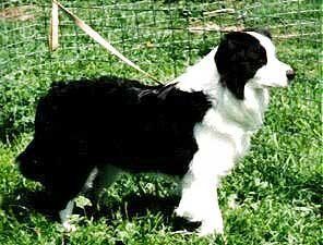 CH. minimbah Flash n free ud