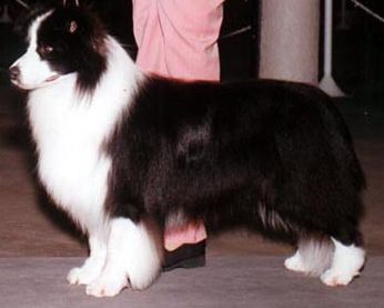 CH. outburst Watch me stalk ewe