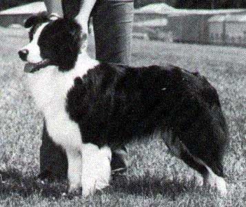 CH. kennoway Colorado