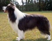 CH. nz ch maghera Crystal rythem