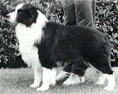 CH. lindenbrae Hadrian cd