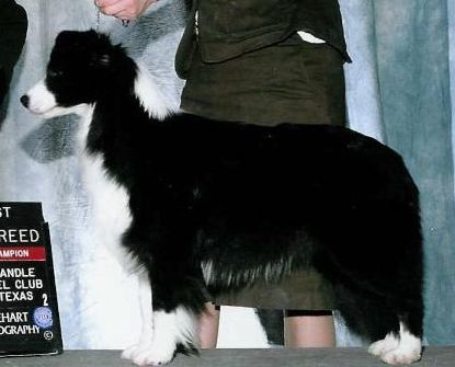 CH. shoreland's Creeping' for ewe