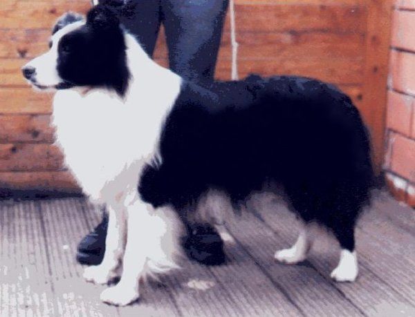 CH. krisly Bomber at béagold