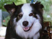 CH. gillesta Blue movie