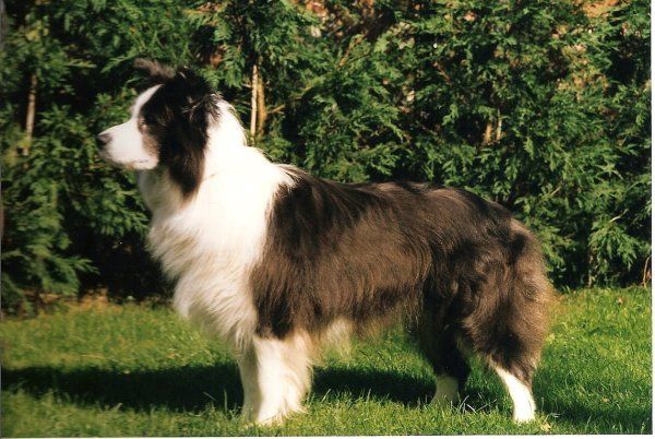 CH. clan-abby Silver kiwi at beagold