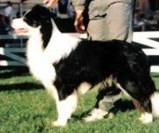 CH. minimbah Free to rule