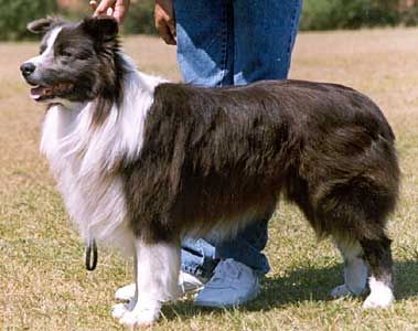 CH. lindenbrae Indigo blue cd