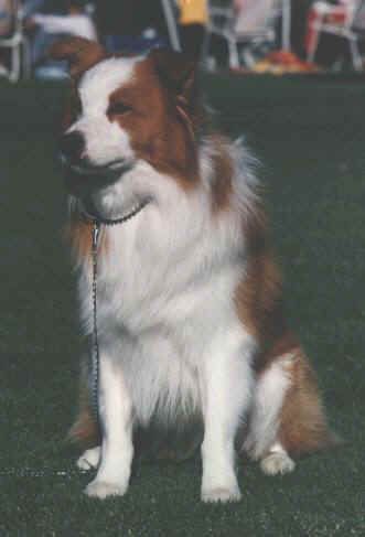 CH. borderfame Eveready