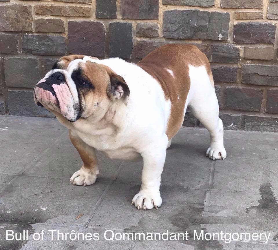 Bull Of Thrônes Qommandant montgomery