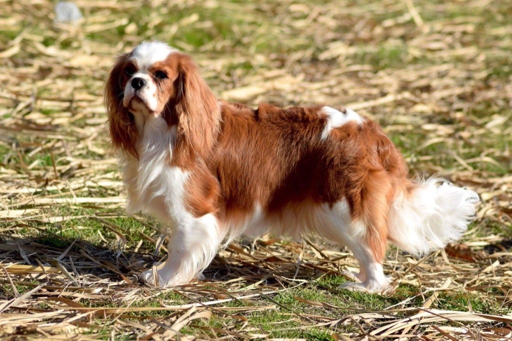 Milady des Cavaliers De Saint Clou