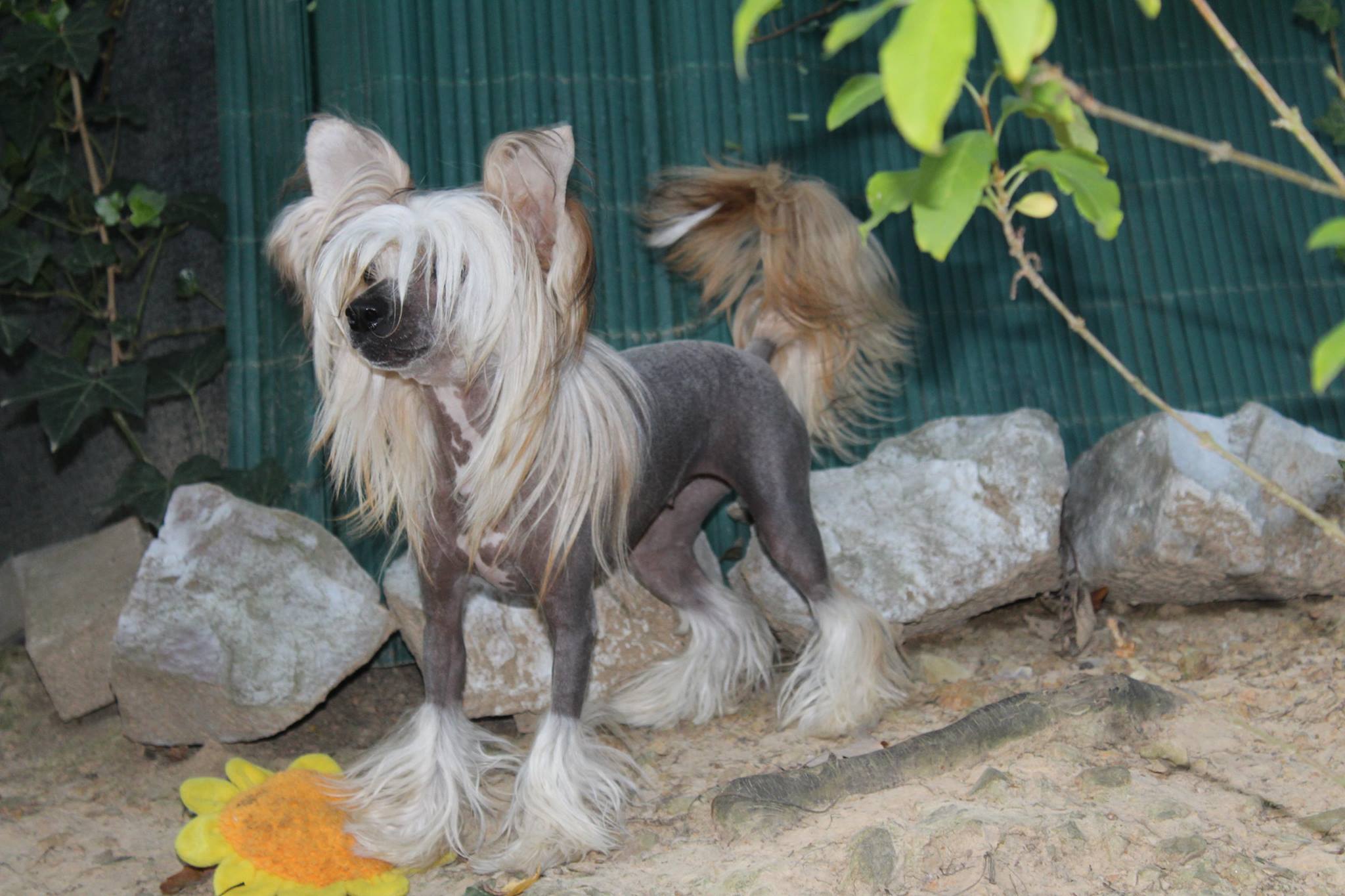 Publication : I Am Jadore 