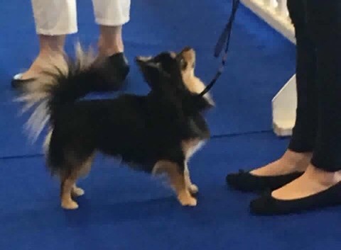 Publication : Du Reve Des Pitchounes