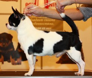 CH. De lux iz grada kateriny