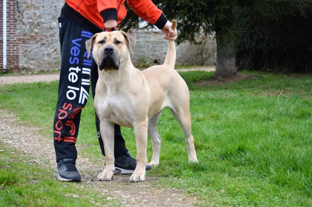 Publication : Los Nobles Del Norte 