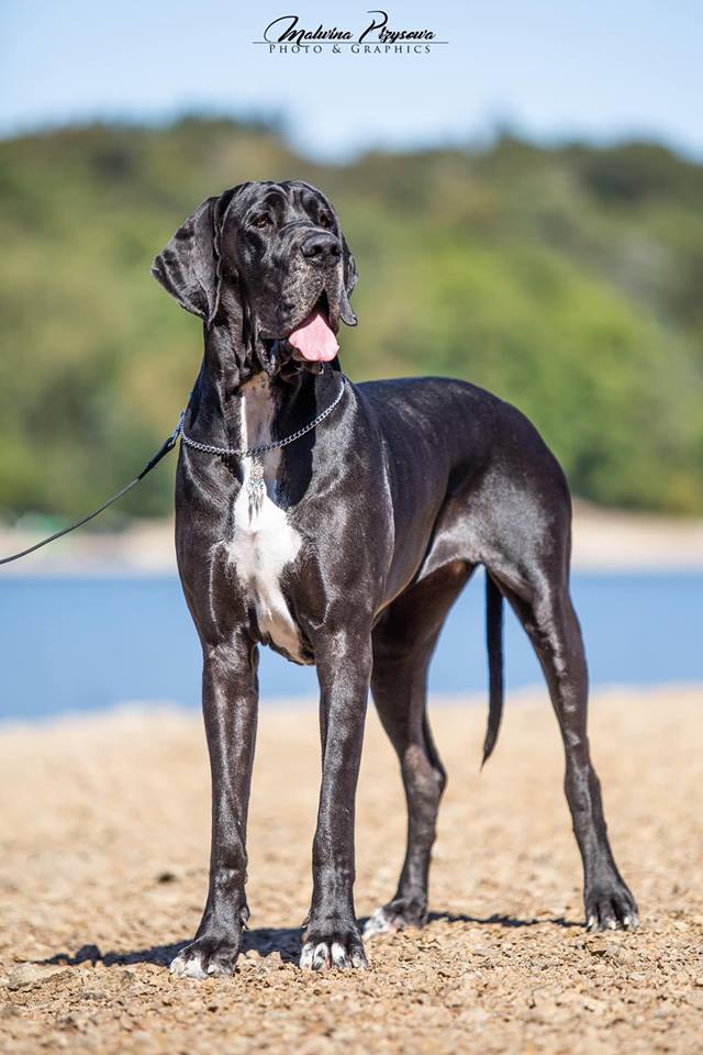 Publication : Black Dogs Of Go Spirit