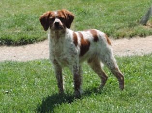 Junior des hautes pousterles