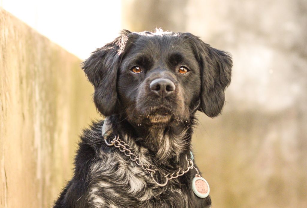 Pirlo de puentemocha