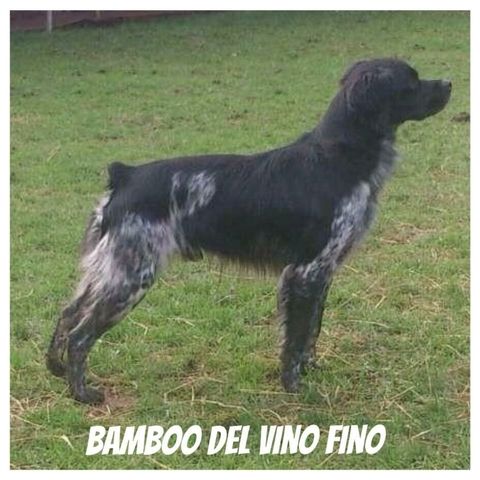 Bamboo del vino fino