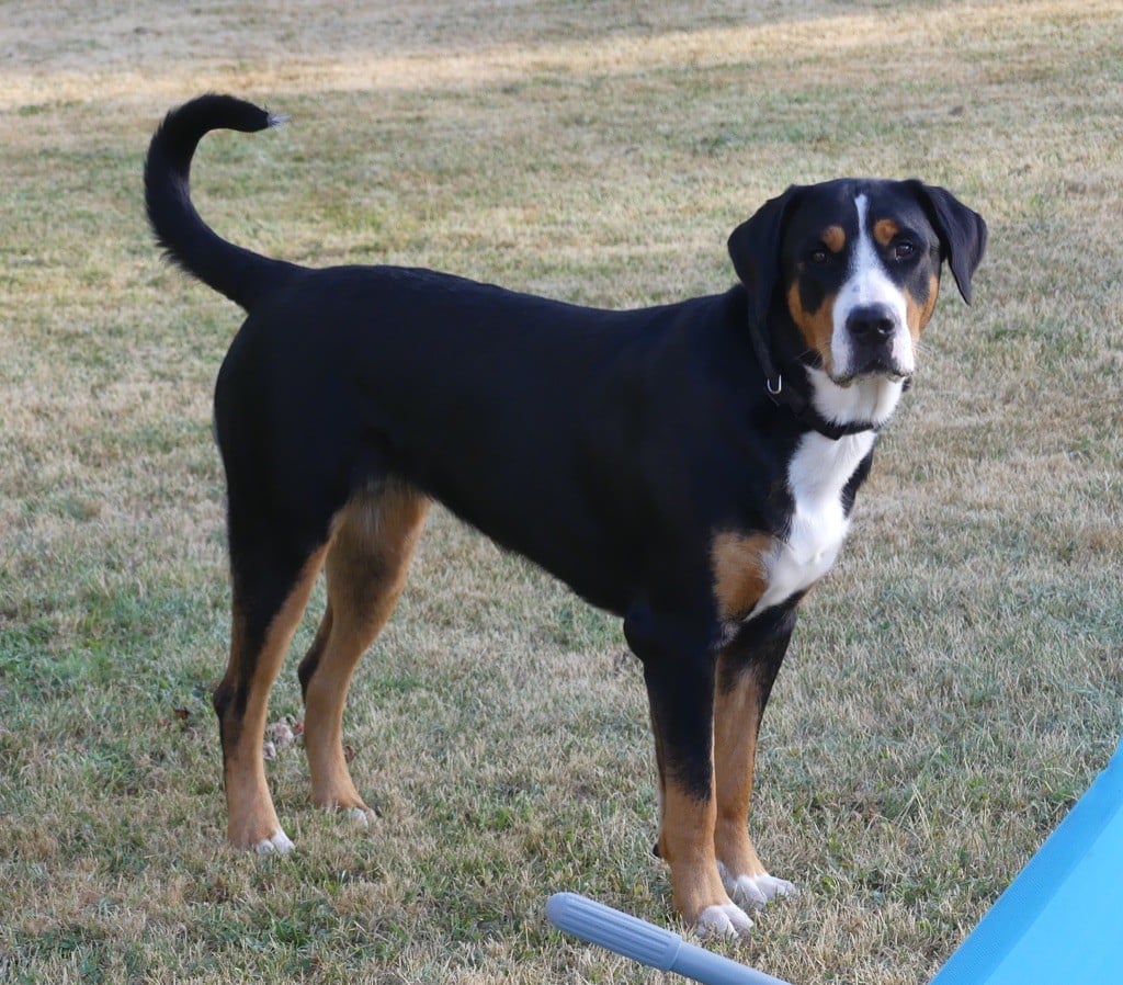 Publication : Du Soleil d'Occitanie Auteur : Isabelle Simon