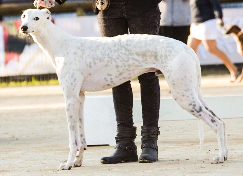 Publication : Of Bel Air Park 