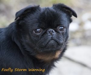 CH. floxfly Storm warning