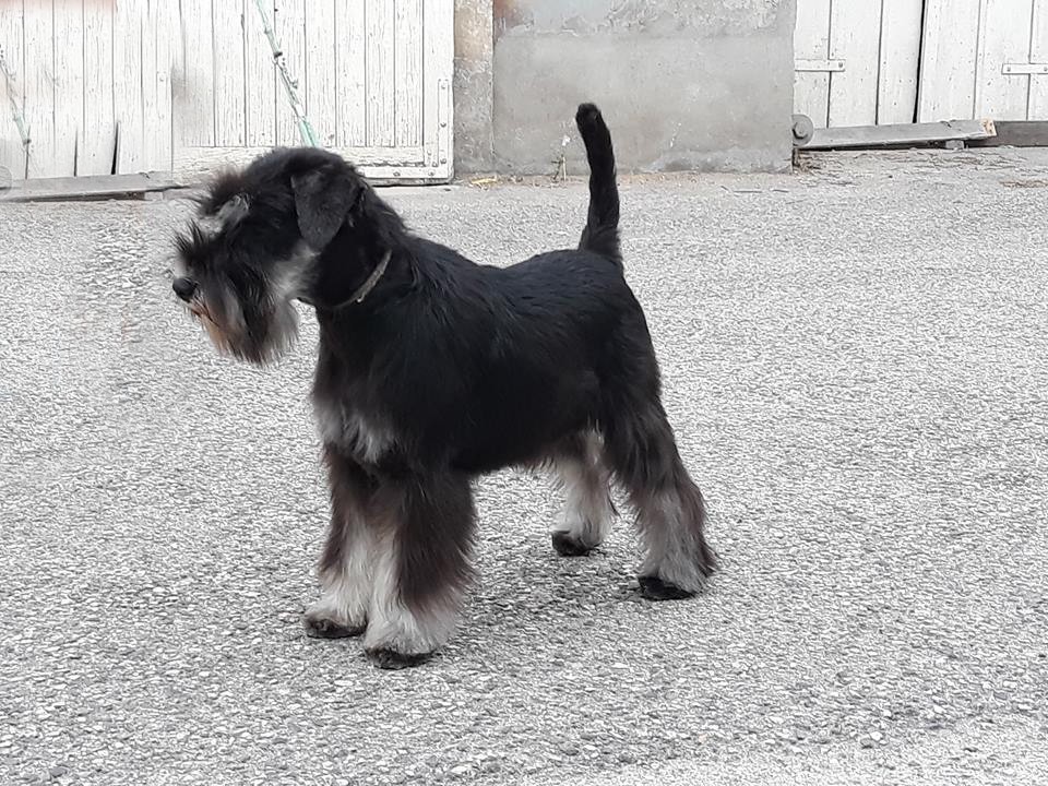 Publication : Magic Ianood