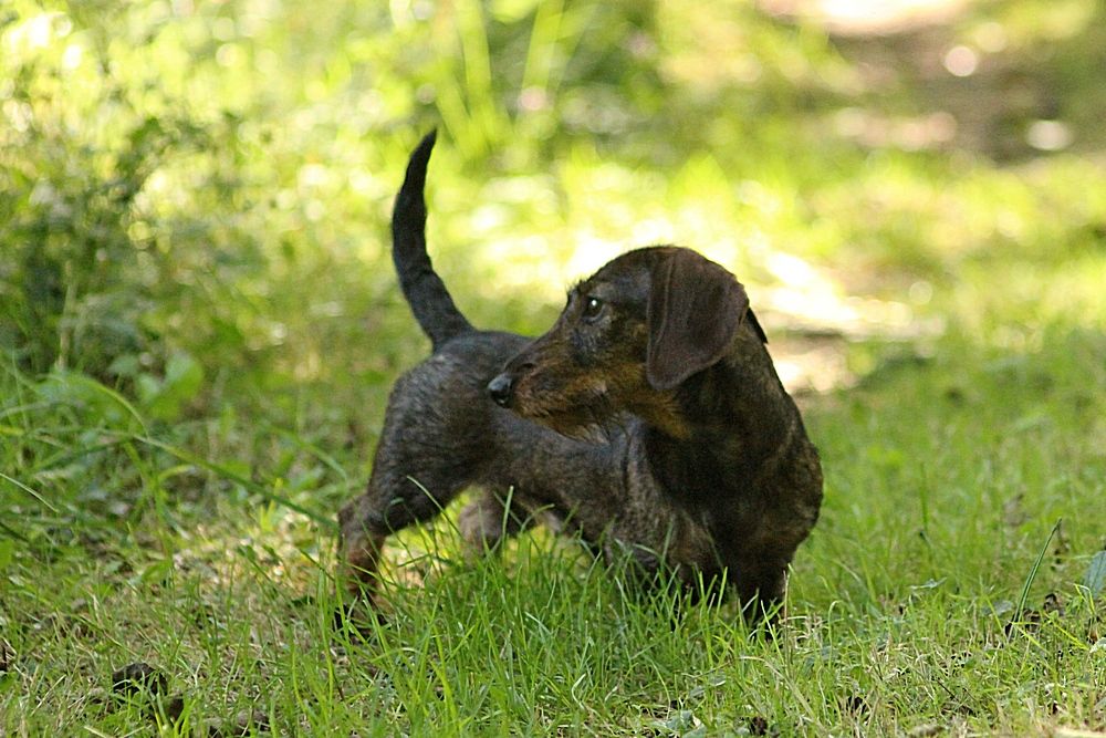 Minimoy Des Chasseurs Du Temps