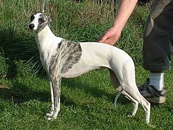 CH. Pommery of Gentle Mind