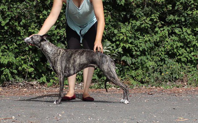 Publication : Des Symphonies d'Arlequin Auteur : Laetitia ribbe