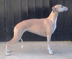 Hillsdown Dorable of veredon