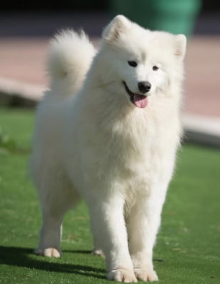 Étalon Samoyède - O'player's allblack laulala de Daybreak Northern