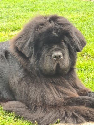 Étalon Terre-neuve - New dehli de la pommeraie du jet