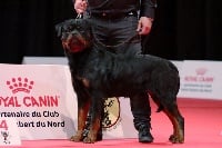 Étalon Rottweiler - Luke von tonis bergen