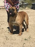 Étalon Bullmastiff - Ivan drago da casa alto cristelo