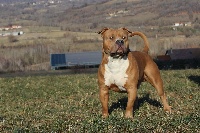 Étalon American Staffordshire Terrier - M'sultan de la Garde Divine