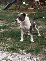 Étalon American Staffordshire Terrier - Madly in love dite mya d'Ashakiran Blue